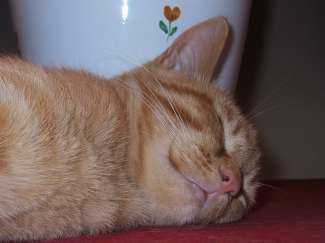 IMG_1241.JPG